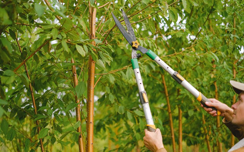 Tree trimming in Los Alamitos, CA